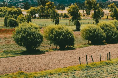 Sacama, Boyaca, Kolombiya 'daki tarım ürünlerinin manzarası.
