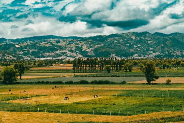 Sacama, Boyaca, Kolombiya 'daki tarım ürünlerinin manzarası.