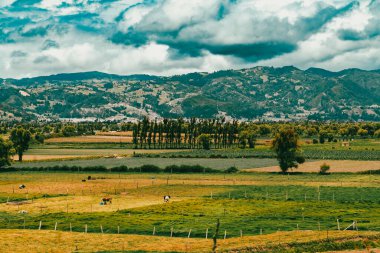 Sacama, Boyaca, Kolombiya 'daki tarım ürünlerinin manzarası.