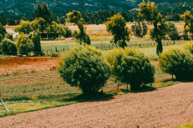 Sacama, Boyaca, Kolombiya 'daki tarım ürünlerinin manzarası.