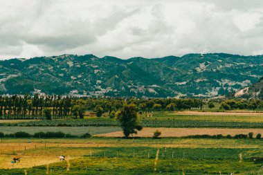 Sacama, Boyaca, Kolombiya 'daki tarım ürünlerinin manzarası.