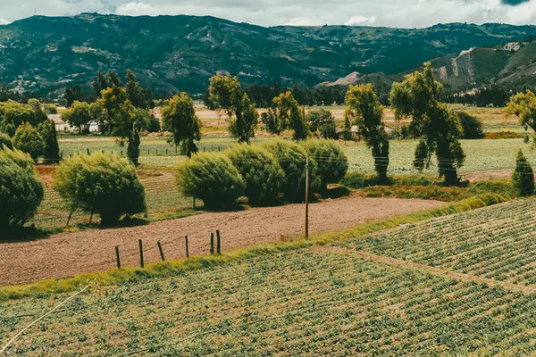 Sacama, Boyaca, Kolombiya 'daki tarım ürünlerinin manzarası.