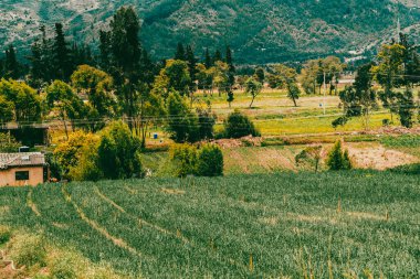 Soğan ekili doğa manzarası. Boyaca, Kolombiya.
