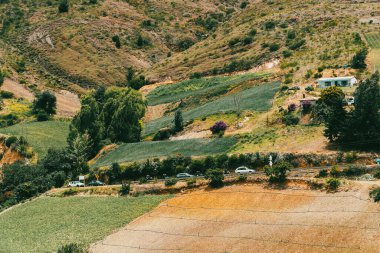 Soğan ekili doğa manzarası. Boyaca, Kolombiya.