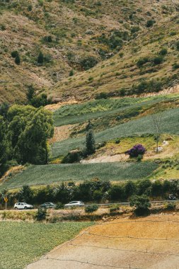 Soğan ekili doğa manzarası. Boyaca, Kolombiya.