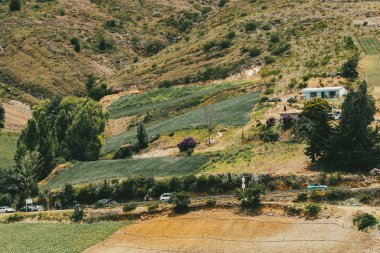 Soğan ekili doğa manzarası. Boyaca, Kolombiya.