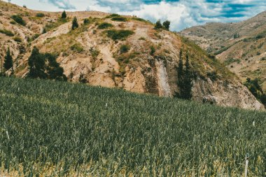 Soğan ekili doğa manzarası. Boyaca, Kolombiya.