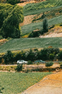 Soğan ekili doğa manzarası. Boyaca, Kolombiya.