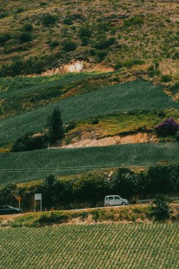 Soğan ekili doğa manzarası. Boyaca, Kolombiya.
