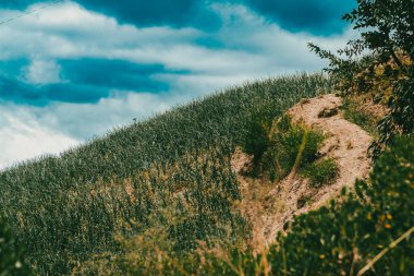 Soğan ekili doğa manzarası. Boyaca, Kolombiya.