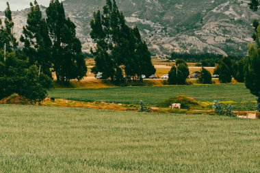 Soğan ekili doğa manzarası. Boyaca, Kolombiya.