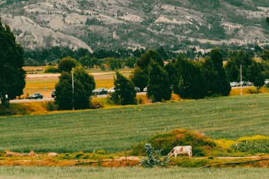 Soğan ekili doğa manzarası. Boyaca, Kolombiya.