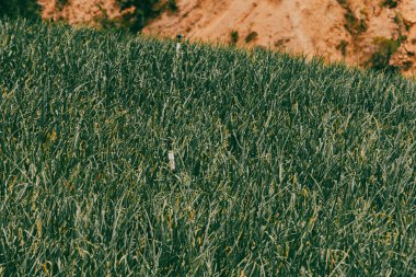 Soğan ekili doğa manzarası. Boyaca, Kolombiya.