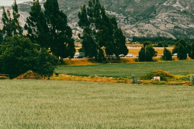 Soğan ekili doğa manzarası. Boyaca, Kolombiya.