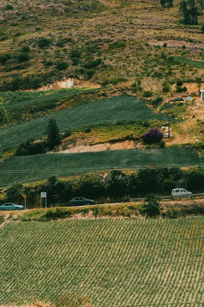 Soğan ekili doğa manzarası. Boyaca, Kolombiya.