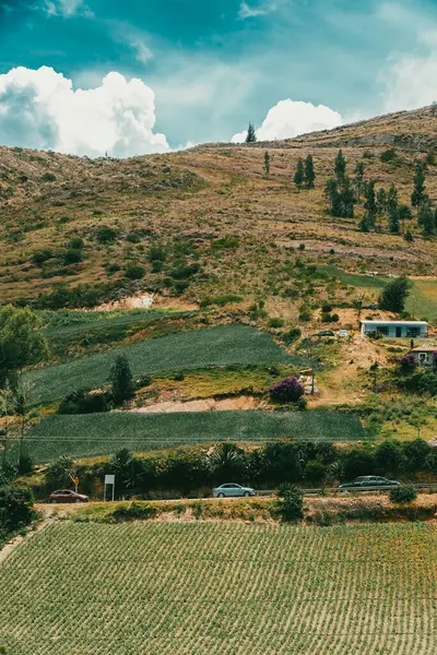 Soğan ekili doğa manzarası. Boyaca, Kolombiya.