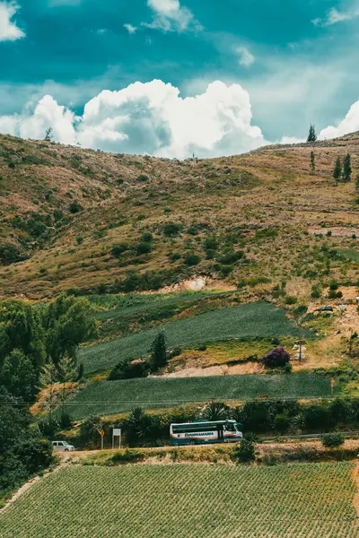 Soğan ekili doğa manzarası. Boyaca, Kolombiya.
