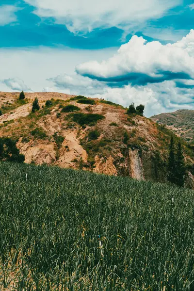Soğan ekili doğa manzarası. Boyaca, Kolombiya.