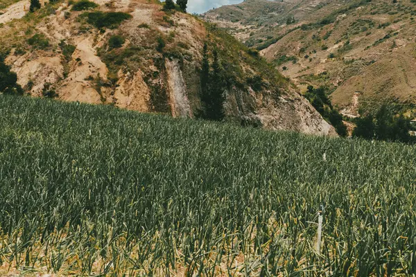 Soğan ekili doğa manzarası. Boyaca, Kolombiya.
