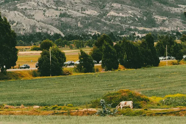 Soğan ekili doğa manzarası. Boyaca, Kolombiya.
