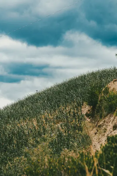 Soğan ekili doğa manzarası. Boyaca, Kolombiya.