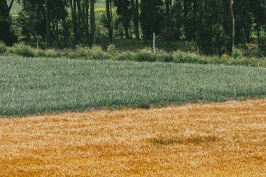 Tarlada buğday ekinleri var. Boyaca, Kolombiya.