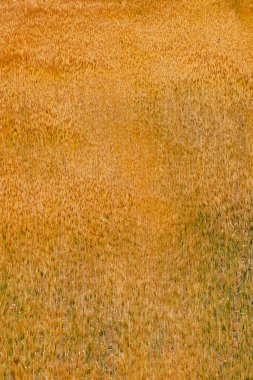 Tarlada buğday ekinleri var. Boyaca, Kolombiya.