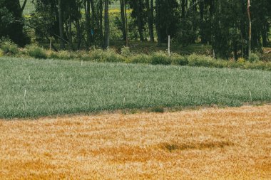 Tarlada buğday ekinleri var. Boyaca, Kolombiya.