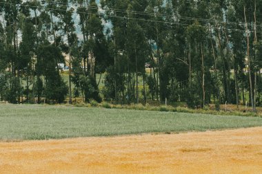 Tarlada buğday ekinleri var. Boyaca, Kolombiya.