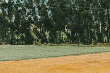 Tarlada buğday ekinleri var. Boyaca, Kolombiya.