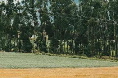 Tarlada buğday ekinleri var. Boyaca, Kolombiya.