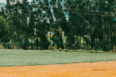 Tarlada buğday ekinleri var. Boyaca, Kolombiya.