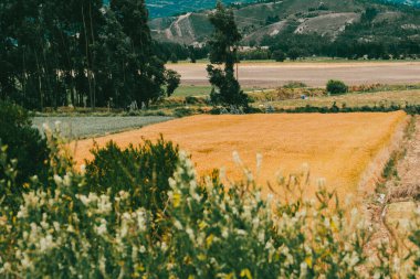 Tarlada buğday ekinleri var. Boyaca, Kolombiya.