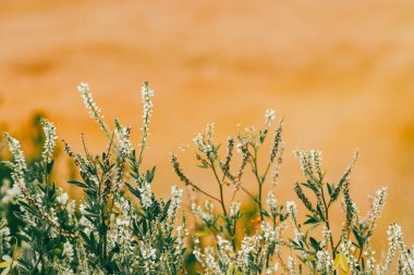Tarlada buğday ekinleri var. Boyaca, Kolombiya.