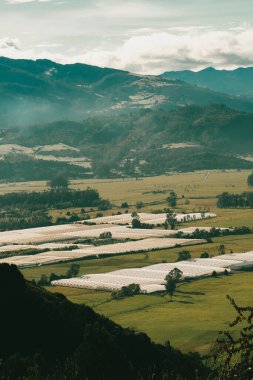 Cundiboyacense manzarası Sesquile çiçekleri ekiyor. Kolombiya