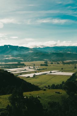Cundiboyacense manzarası Sesquile çiçekleri ekiyor. Kolombiya