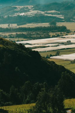 Cundiboyacense manzarası Sesquile çiçekleri ekiyor. Kolombiya
