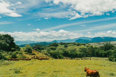 Tepede ve gri gökyüzünde bir grup Kızıl Brahman sığırı. Tamesis, Kolombiya.