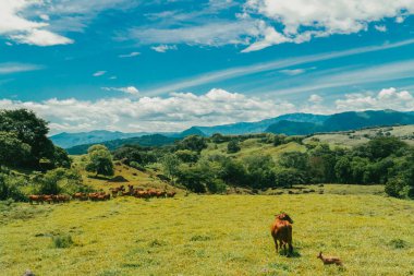 Tepede ve gri gökyüzünde bir grup Kızıl Brahman sığırı. Tamesis, Kolombiya.