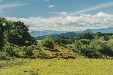 Tepede ve gri gökyüzünde bir grup Kızıl Brahman sığırı. Tamesis, Kolombiya.