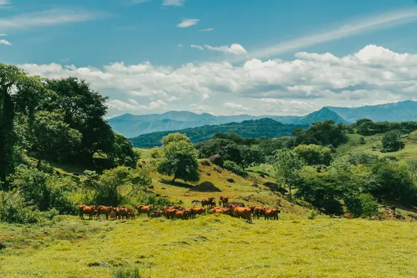 Tepede ve gri gökyüzünde bir grup Kızıl Brahman sığırı. Tamesis, Kolombiya.