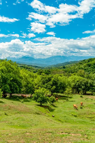 Tamesis 'teki panoramik manzara. Mavi gökyüzü ve ufukta dağ var. Kolombiya. 