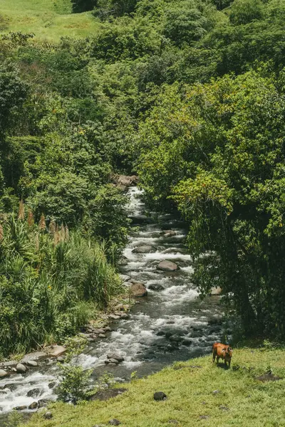 Cartama nehri ve dağlarıyla doğal manzara. Tamesis, Antioquia, Kolombiya.