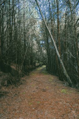 Çam ormanında arka plan. Cundinamarca, Kolombiya.