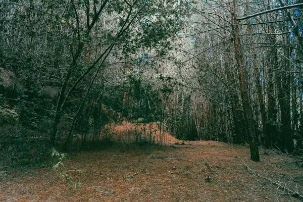 Çam ormanında arka plan. Cundinamarca, Kolombiya.