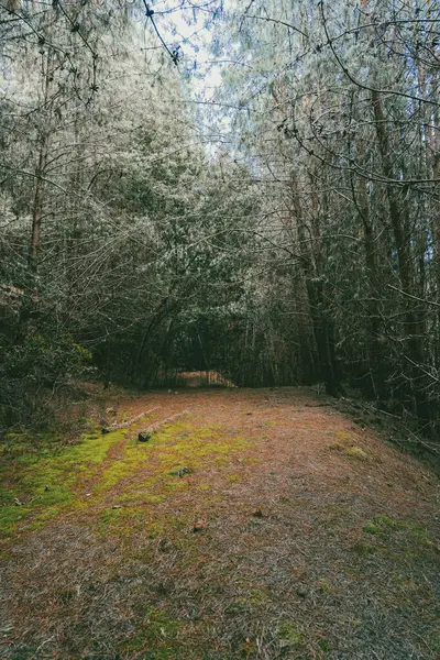 Çam ormanında arka plan. Cundinamarca, Kolombiya.