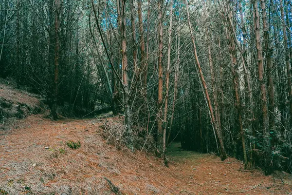 Çam ormanında arka plan. Cundinamarca, Kolombiya.