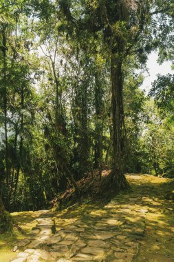Tayrona Ulusal Parkı 'ndaki Kayıp Şehir' in doğal manzaraları. Santa Marta Magdalena, Kolombiya.
