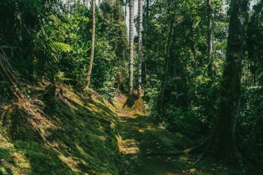 Tayrona Ulusal Parkı 'ndaki Kayıp Şehir' in doğal manzaraları. Santa Marta Magdalena, Kolombiya.