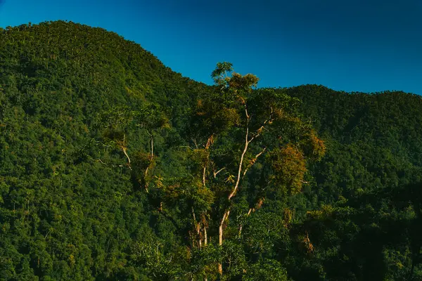 Tayrona Ulusal Parkı 'ndaki Kayıp Şehir' in doğal manzaraları. Santa Marta Magdalena, Kolombiya.